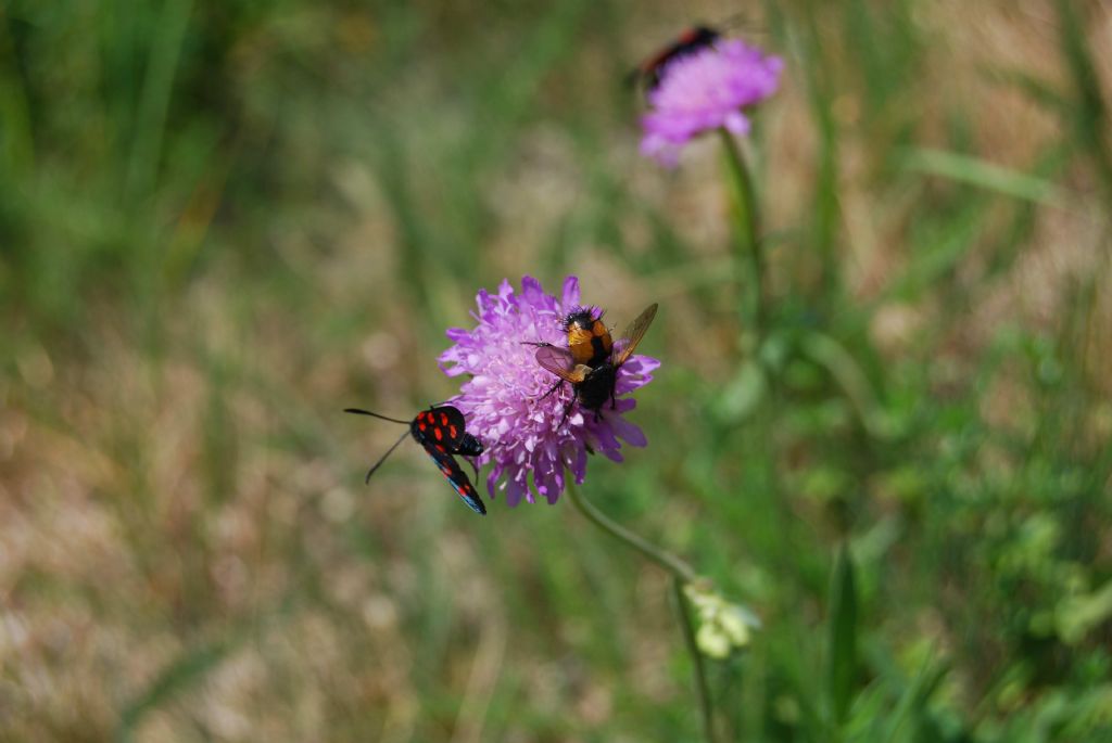 Nowickia sp. (Tachinidae)